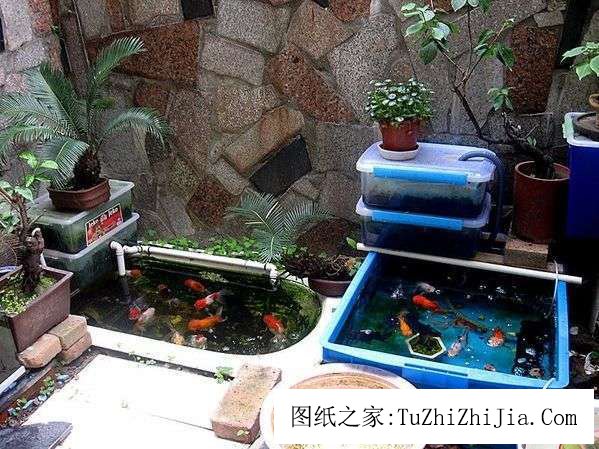 屋里養(yǎng)這7種花草帶來財運 養(yǎng)魚必須買單數(shù)