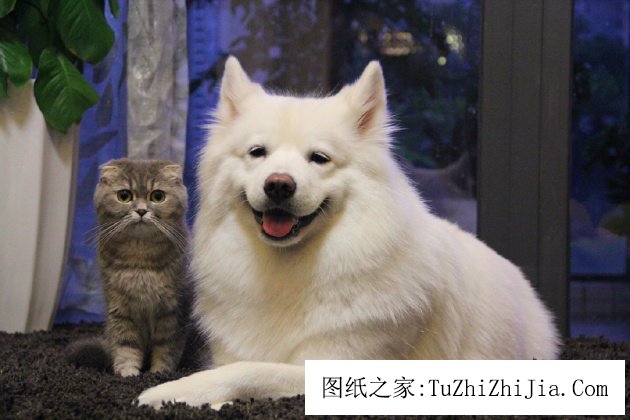 五種家居風(fēng)景教你辨別你家是否適合養(yǎng)寵物 ——鳳凰房產(chǎn)重慶