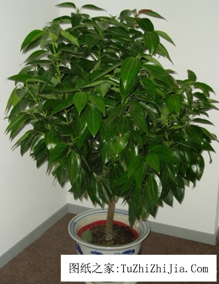 家居風(fēng)景必備招財(cái)樹 招財(cái)樹的養(yǎng)殖方法你了解嗎