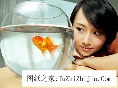 客廳養(yǎng)魚(yú)風(fēng)景有禁忌 養(yǎng)魚(yú)要擇日黑色的魚(yú)更旺財(cái)