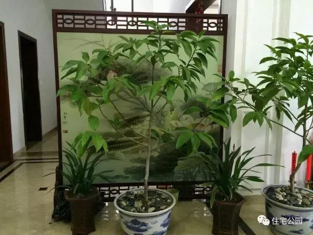朋友曬美宅，96萬建流水花園別墅、舒適庭院！要多沒有多美！