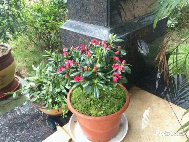 朋友曬美宅，96萬建流水花園別墅、舒適庭院！要多沒有多美！