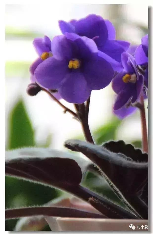 13×18m歐式二層小別墅設(shè)計圖，凹形布局有致