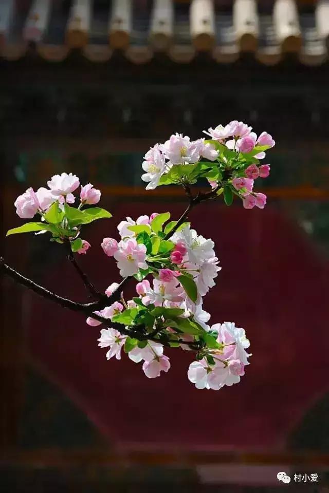 13×18m歐式二層小別墅設(shè)計圖，凹形布局有致