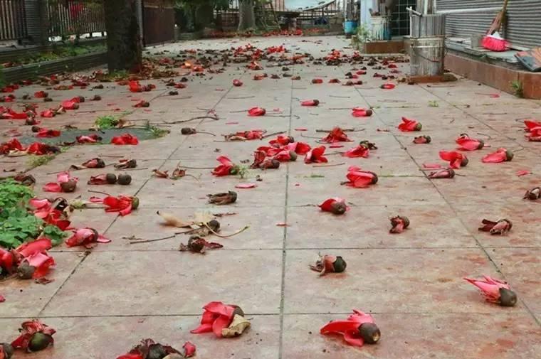 廣西北海：海泰別墅群的拆違，候鳥老人非常支持！為什么