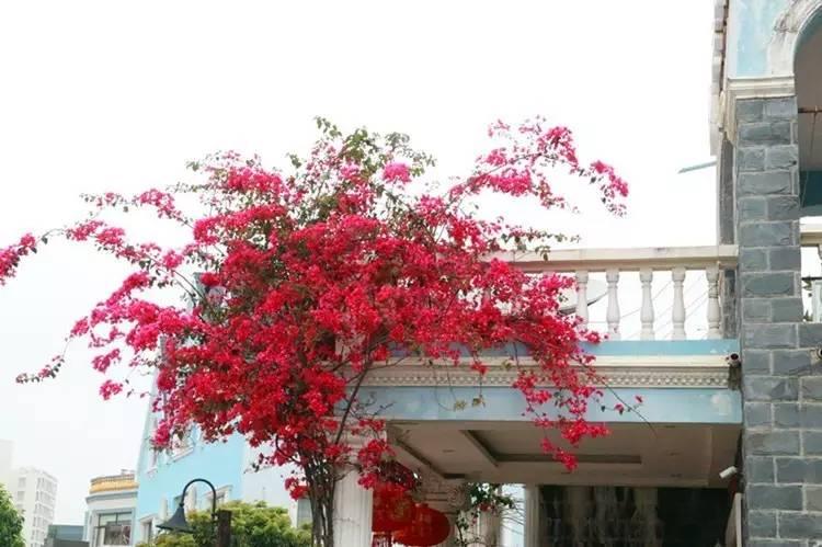 廣西北海：海泰別墅群的拆違，候鳥老人非常支持！為什么