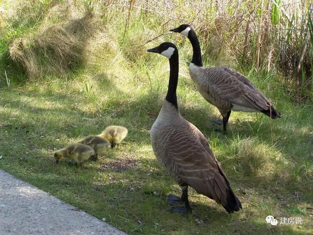 我在農(nóng)村蓋的不是房