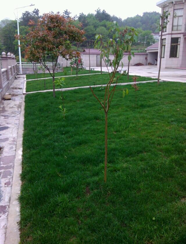 曬曬公公花100多萬的農(nóng)村小別墅，最喜歡院子里的草坪和大魚池！