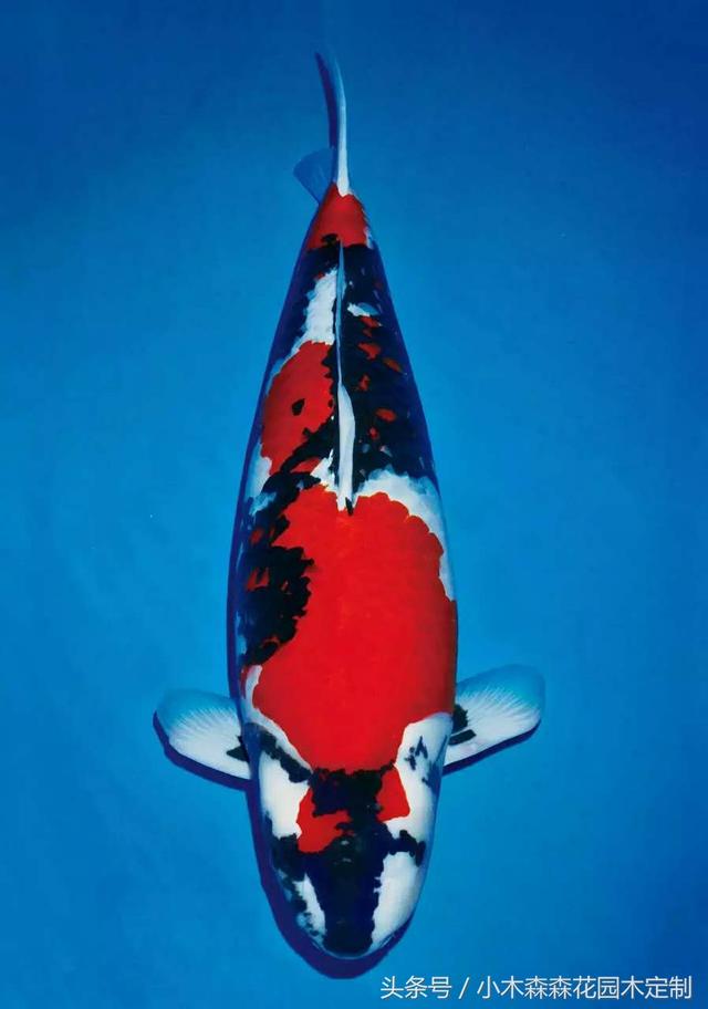 別墅花園之魚池設(shè)計