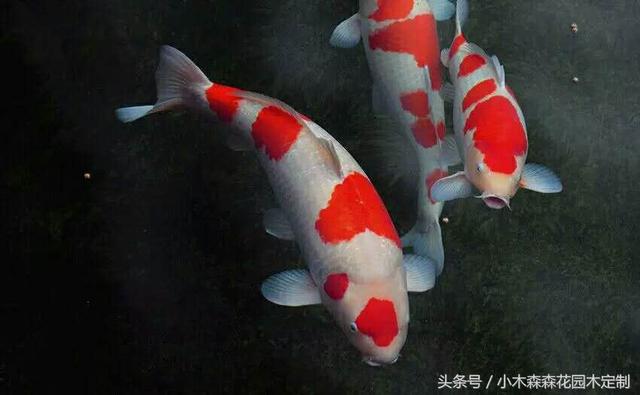 別墅花園之魚池設(shè)計