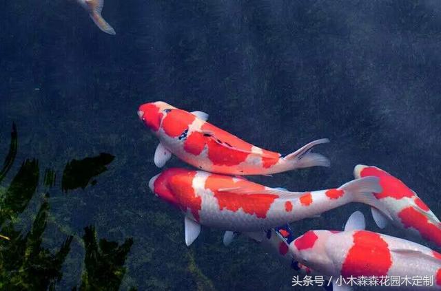 別墅花園之魚池設(shè)計