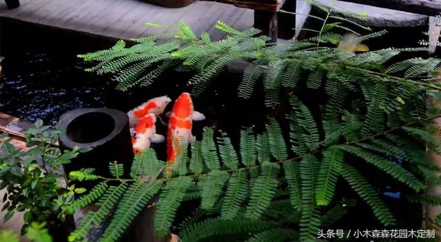 別墅花園之魚池設(shè)計