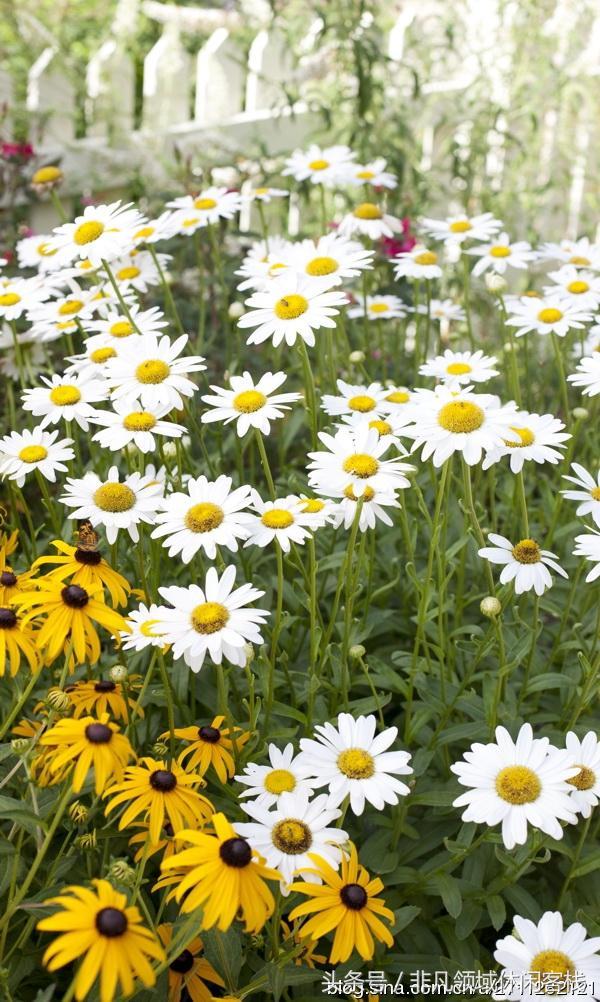 鄉(xiāng)村小別墅的風景