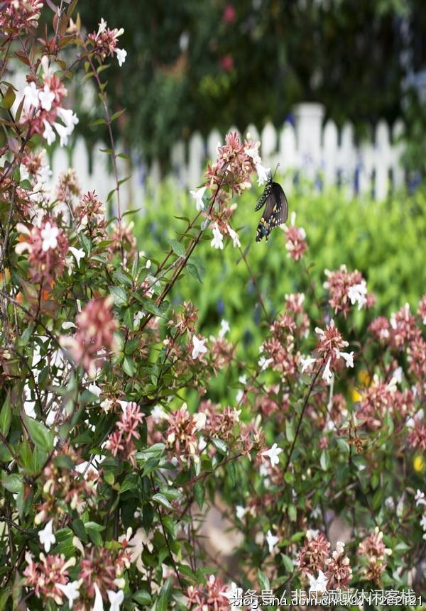 鄉(xiāng)村小別墅的風景