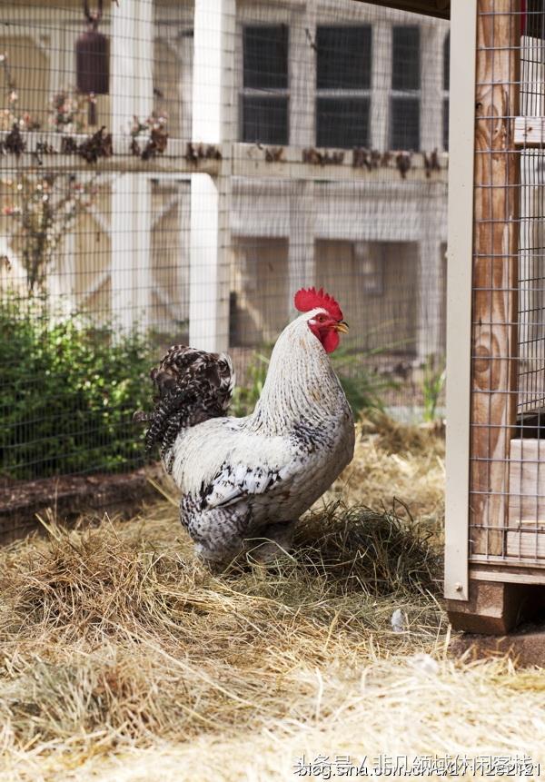 鄉(xiāng)村小別墅的風景