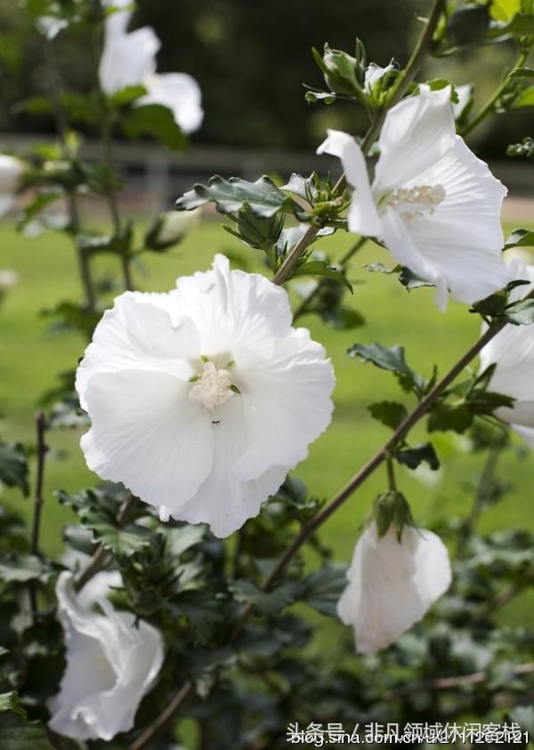 鄉(xiāng)村小別墅的風景