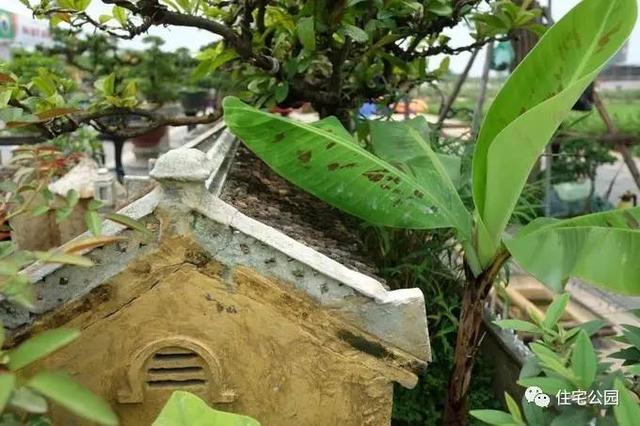 1000元買的農(nóng)家小院，有樹(shù)有水有大瓦房，值么？