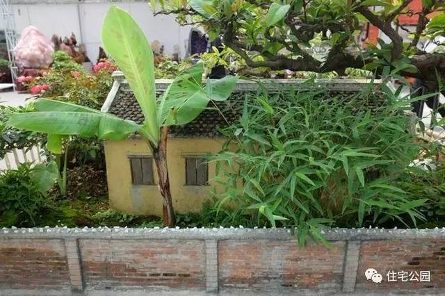 1000元買的農(nóng)家小院，有樹(shù)有水有大瓦房，值么？