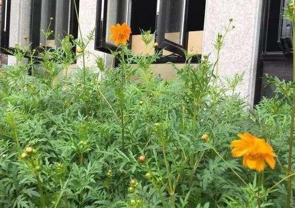 50萬(wàn)的農(nóng)村別墅，公婆這錢(qián)花的值嗎