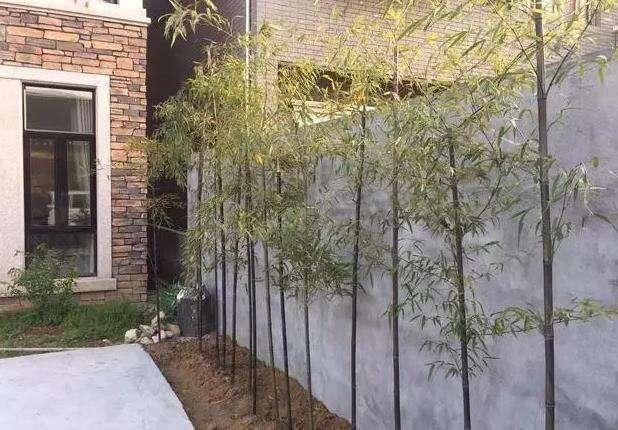 50萬(wàn)的農(nóng)村別墅，公婆這錢(qián)花的值嗎