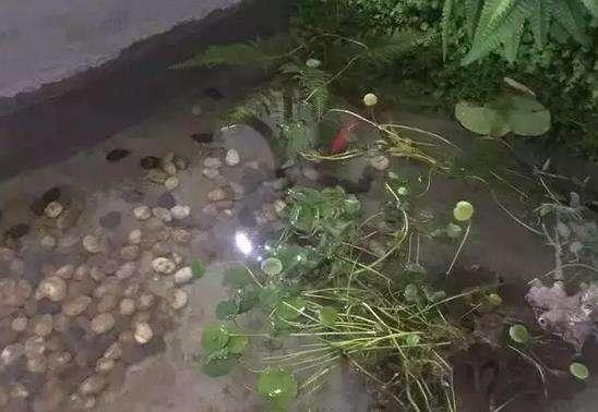 50萬(wàn)的農(nóng)村別墅，公婆這錢(qián)花的值嗎