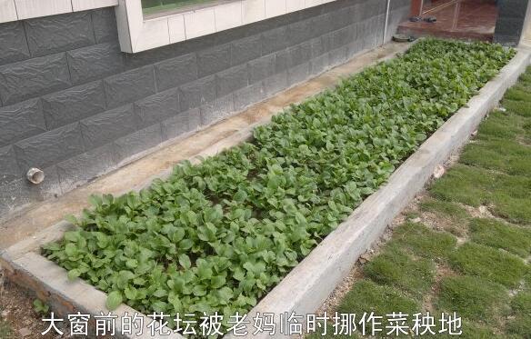 粵西網(wǎng)友建房記錄，讓本想在城里買房的都心動(dòng)了，改回鄉(xiāng)去建房了