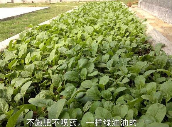 粵西網(wǎng)友建房記錄，讓本想在城里買房的都心動(dòng)了，改回鄉(xiāng)去建房了