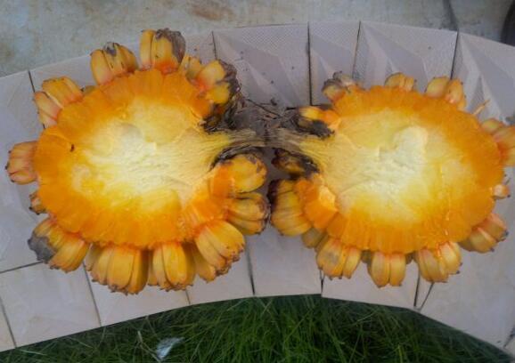 粵西網(wǎng)友建房記錄，讓本想在城里買房的都心動(dòng)了，改回鄉(xiāng)去建房了