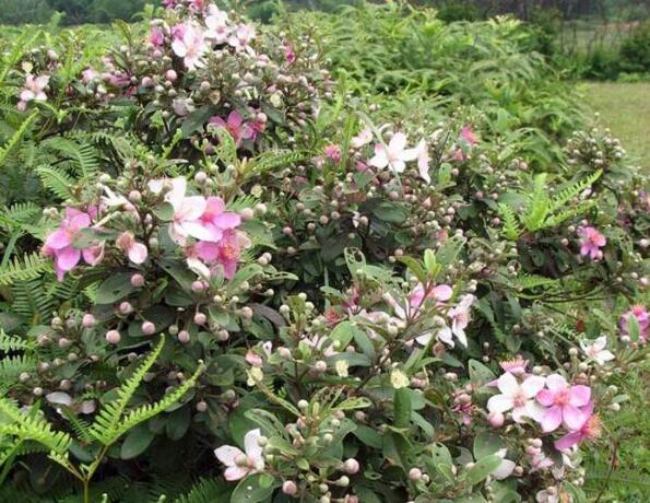 粵西網(wǎng)友建房記錄，讓本想在城里買房的都心動(dòng)了，改回鄉(xiāng)去建房了