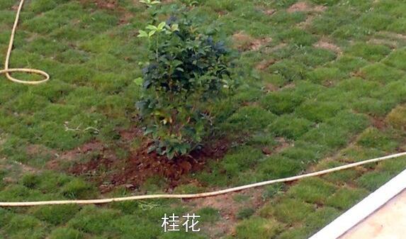 粵西網(wǎng)友建房記錄，讓本想在城里買房的都心動(dòng)了，改回鄉(xiāng)去建房了