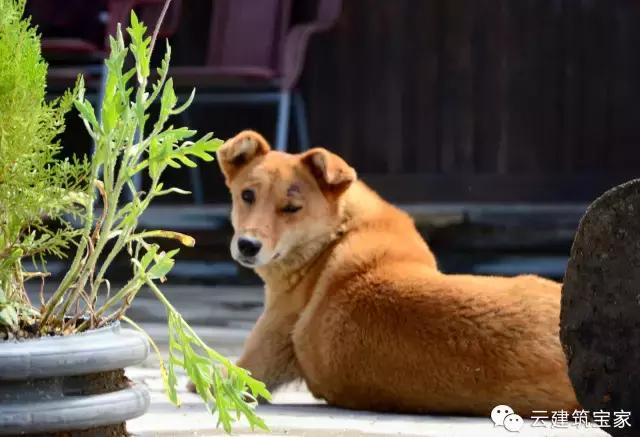 田園風(fēng)景房，未來舒適生活的新標(biāo)桿