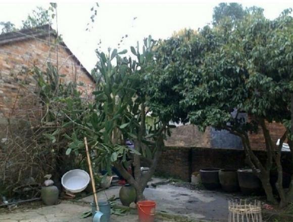 第一次帶女朋友回家嚇跑了丈母娘，小伙花15萬把老屋變豪宅