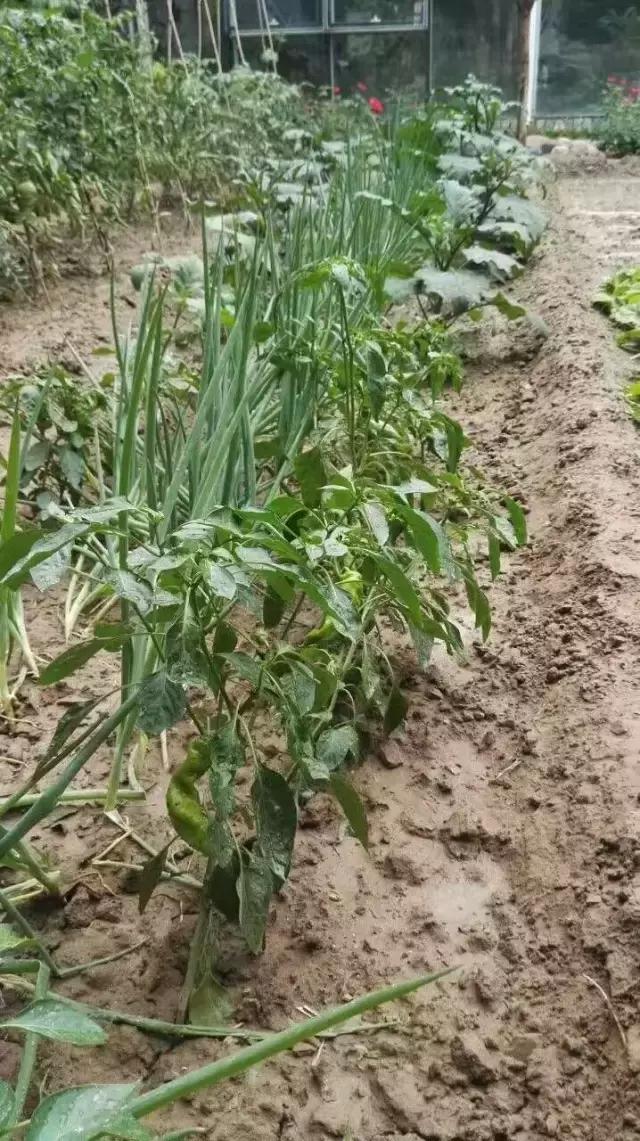 京郊的田園庭院，您也可以擁有