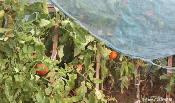 上海兄妹自建兩棟農(nóng)村別墅，父母住在一層小平房，合適嗎？