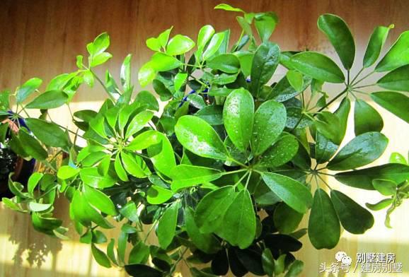 自建房不得不看的風(fēng)景常識，風(fēng)景看的好，福佑祖孫三代