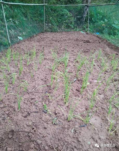 農(nóng)村小伙自建一層小別墅過程全直播，自建房的可以看看哦