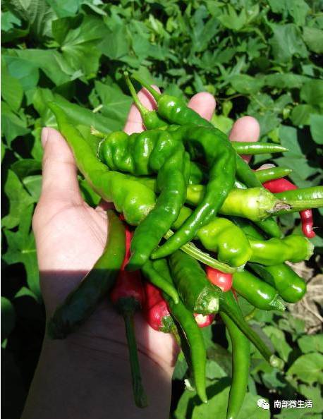 農(nóng)村小伙自建一層小別墅過程全直播，自建房的可以看看哦