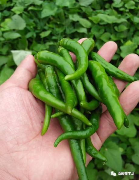 農(nóng)村小伙自建一層小別墅過程全直播，自建房的可以看看哦