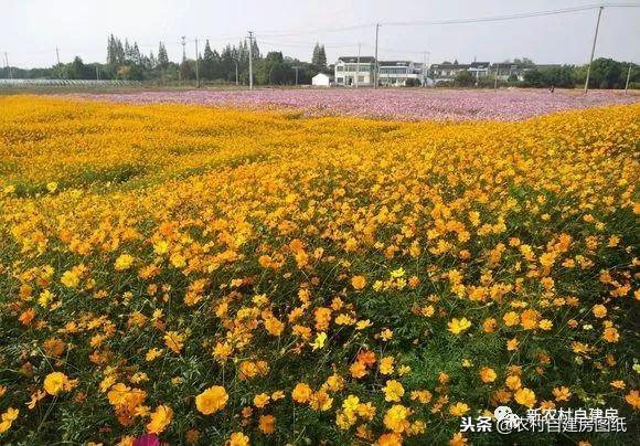江蘇小伙回農(nóng)村自建別墅，包工包料每瓶1200，村里還有花海、草坪！